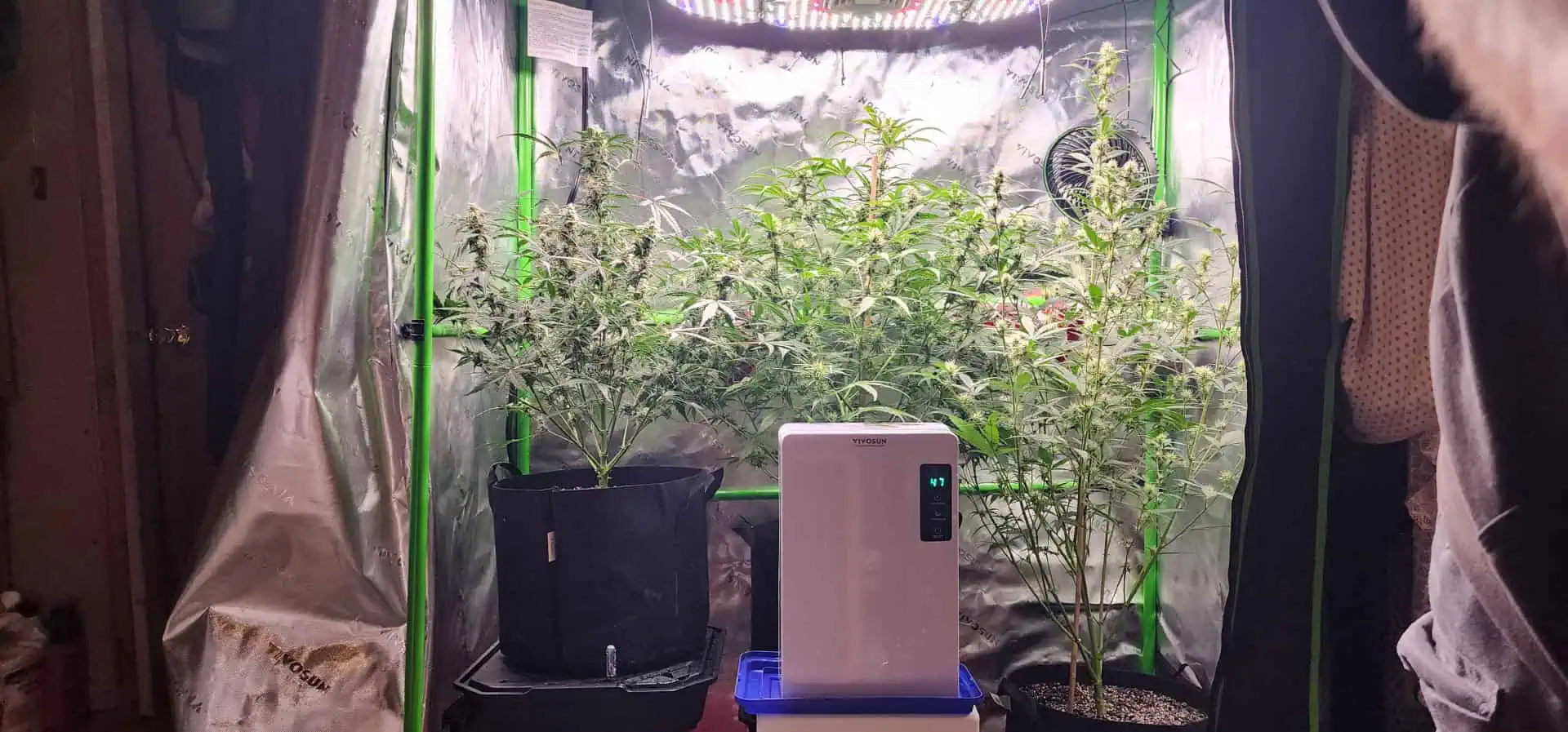 Critical Purple Autoflower — flower, day 47