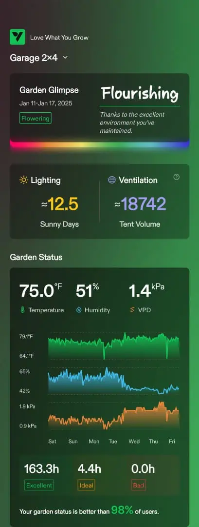 Critical Purple Autoflower — flower, day 47