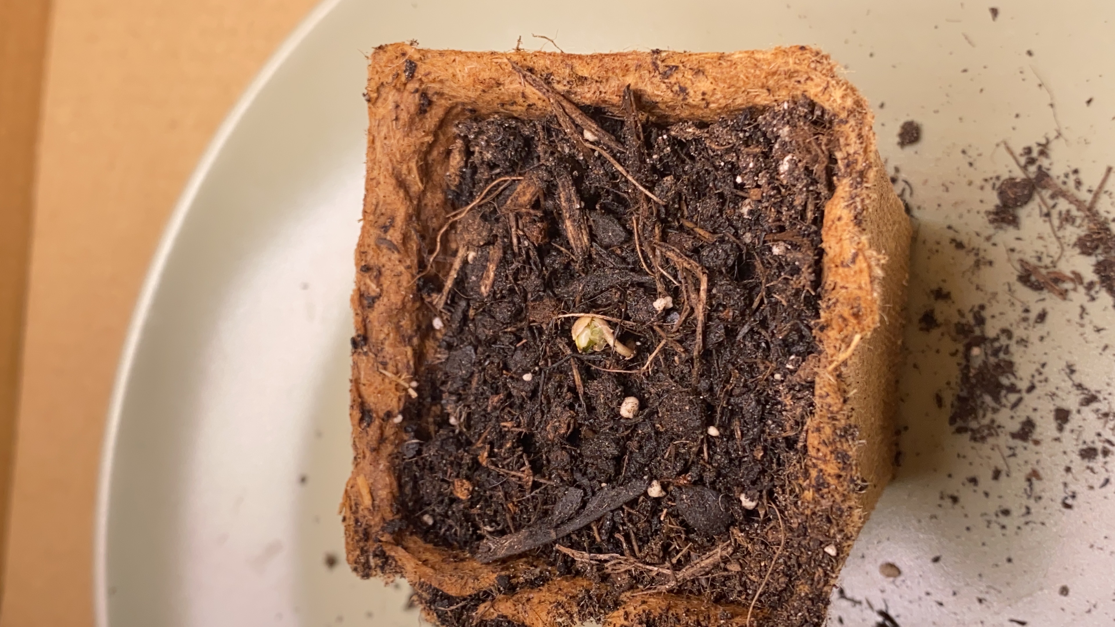 2nd Try — seedling_rooting, day 3