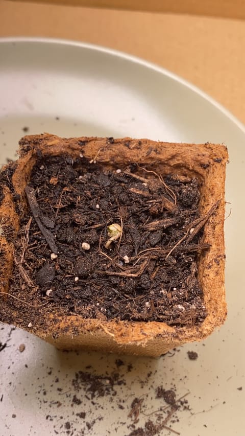 2nd Try — seedling_rooting, day 3