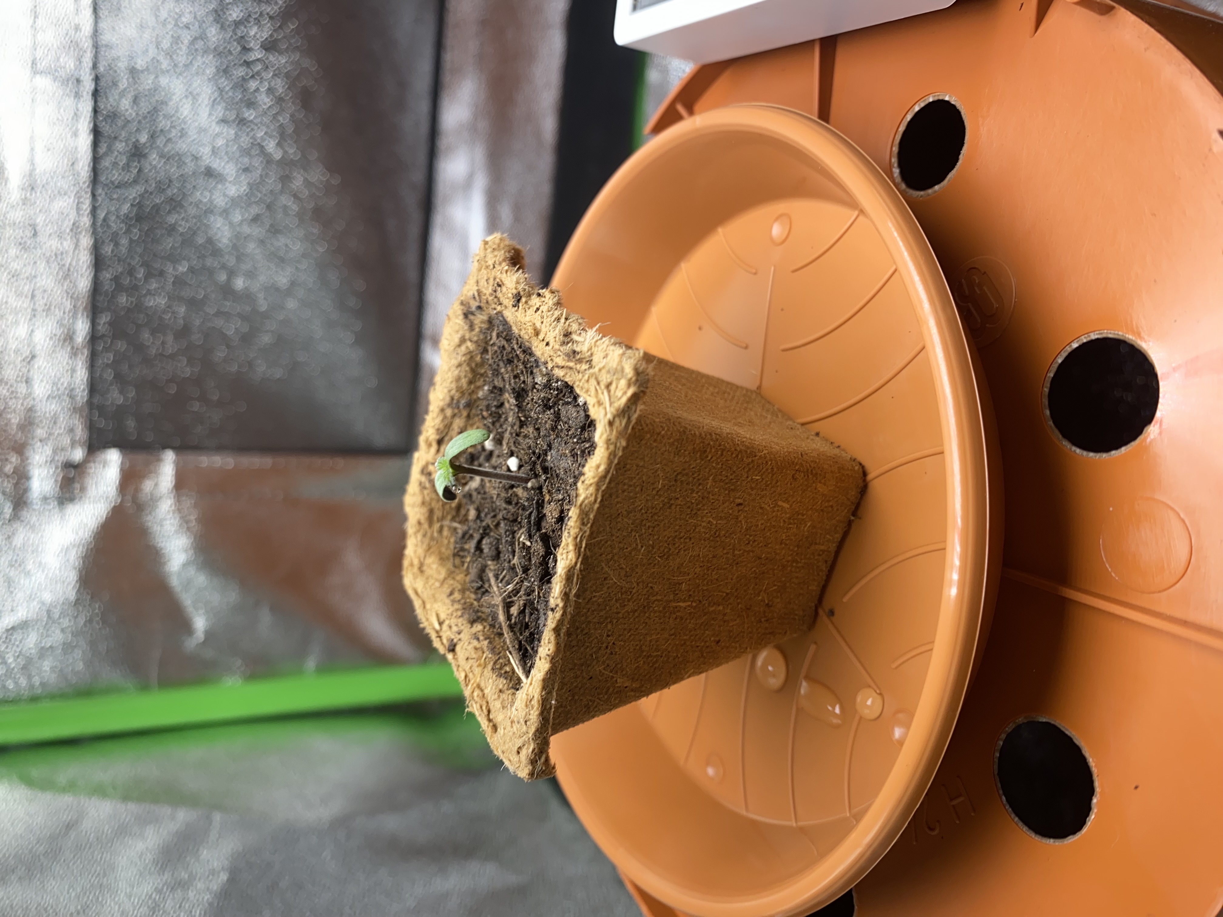 2nd Try — seedling_rooting, day 6