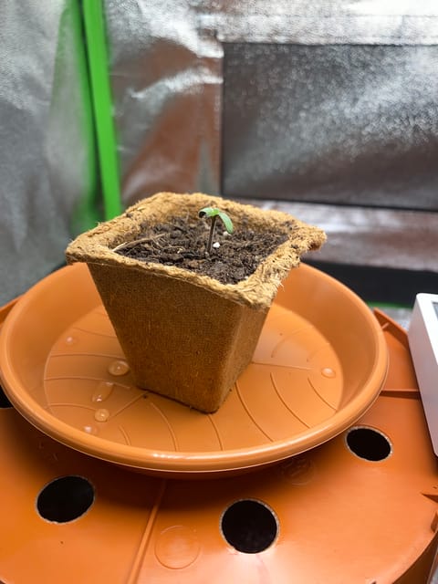 2nd Try — seedling_rooting, day 6
