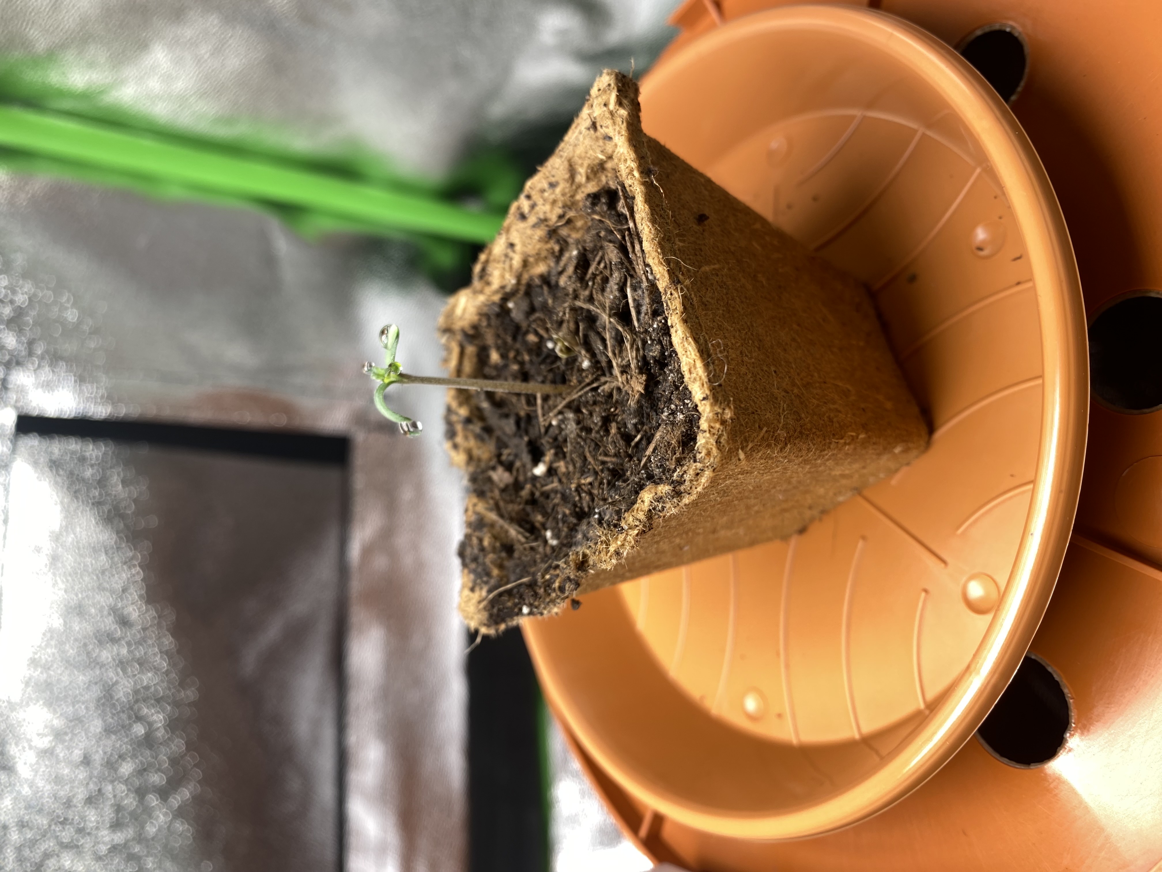 2nd Try — seedling_rooting, day 6