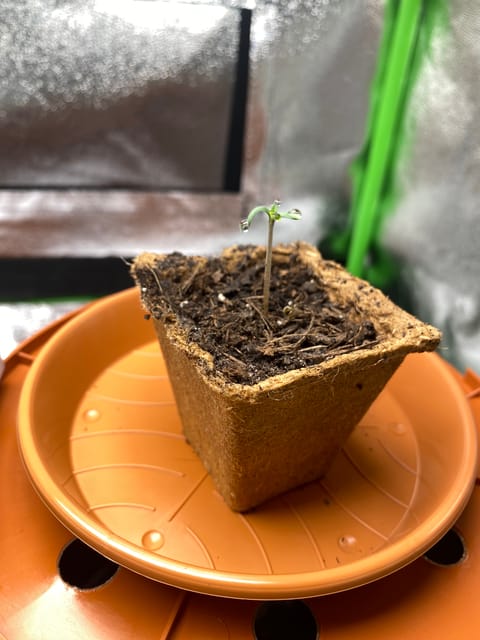 2nd Try — seedling_rooting, day 6