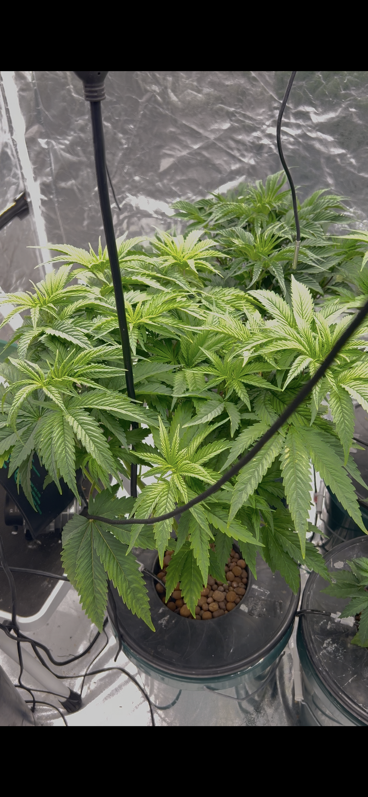 Hydro DWC-week 4 veg 24hr light results