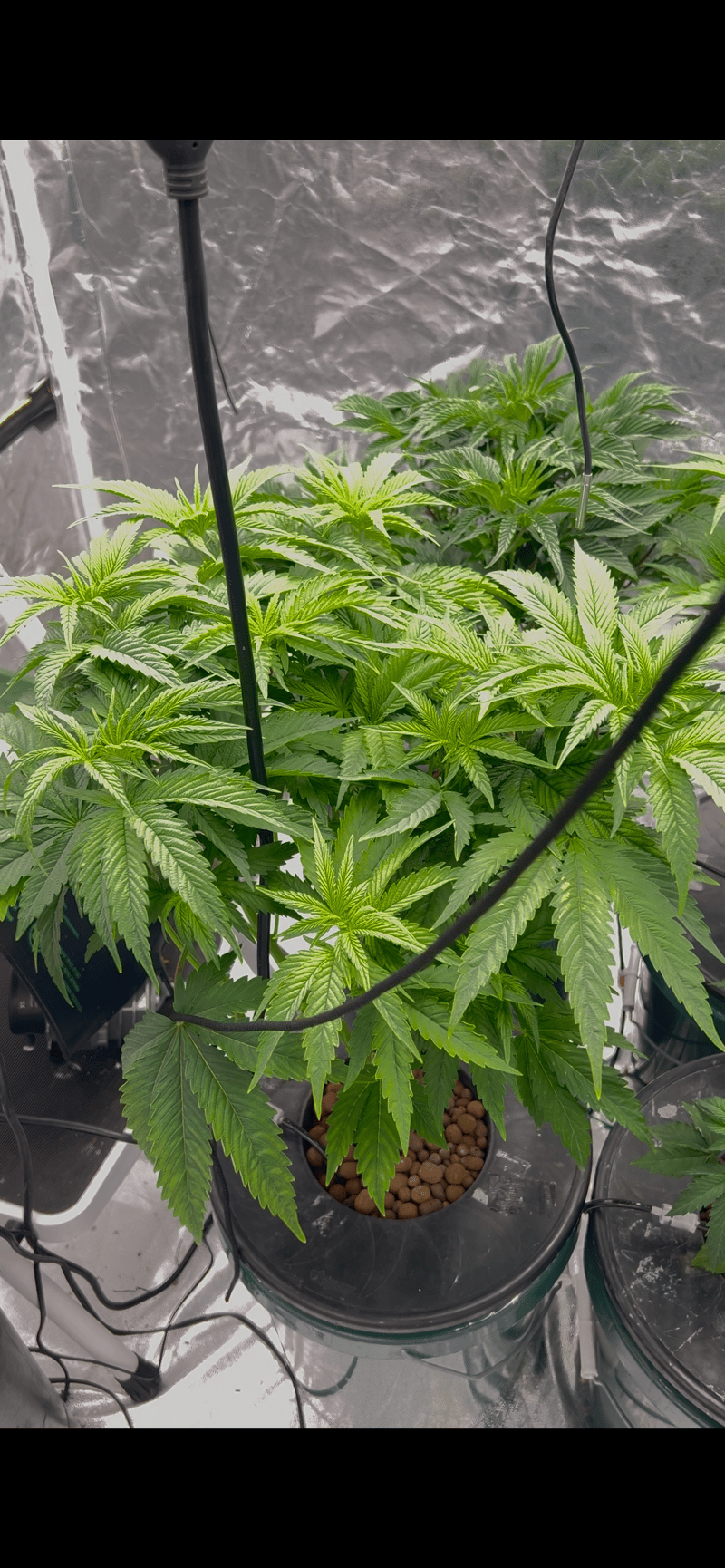 Hydro DWC-week 4 veg 24hr light results