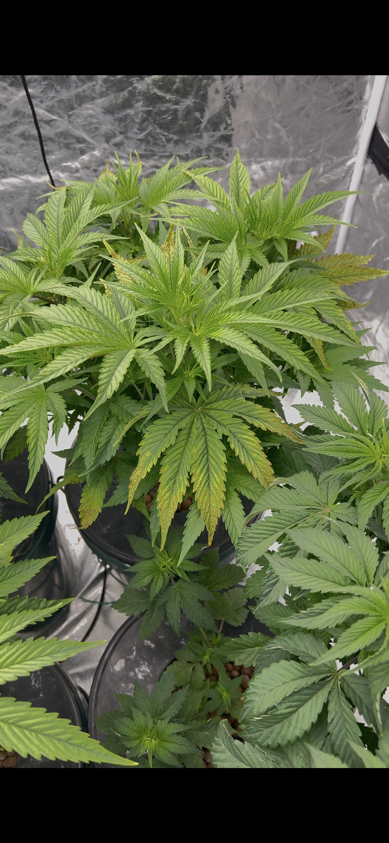 Hydro DWC-week 4 veg 24hr light results — vegetative, day 1