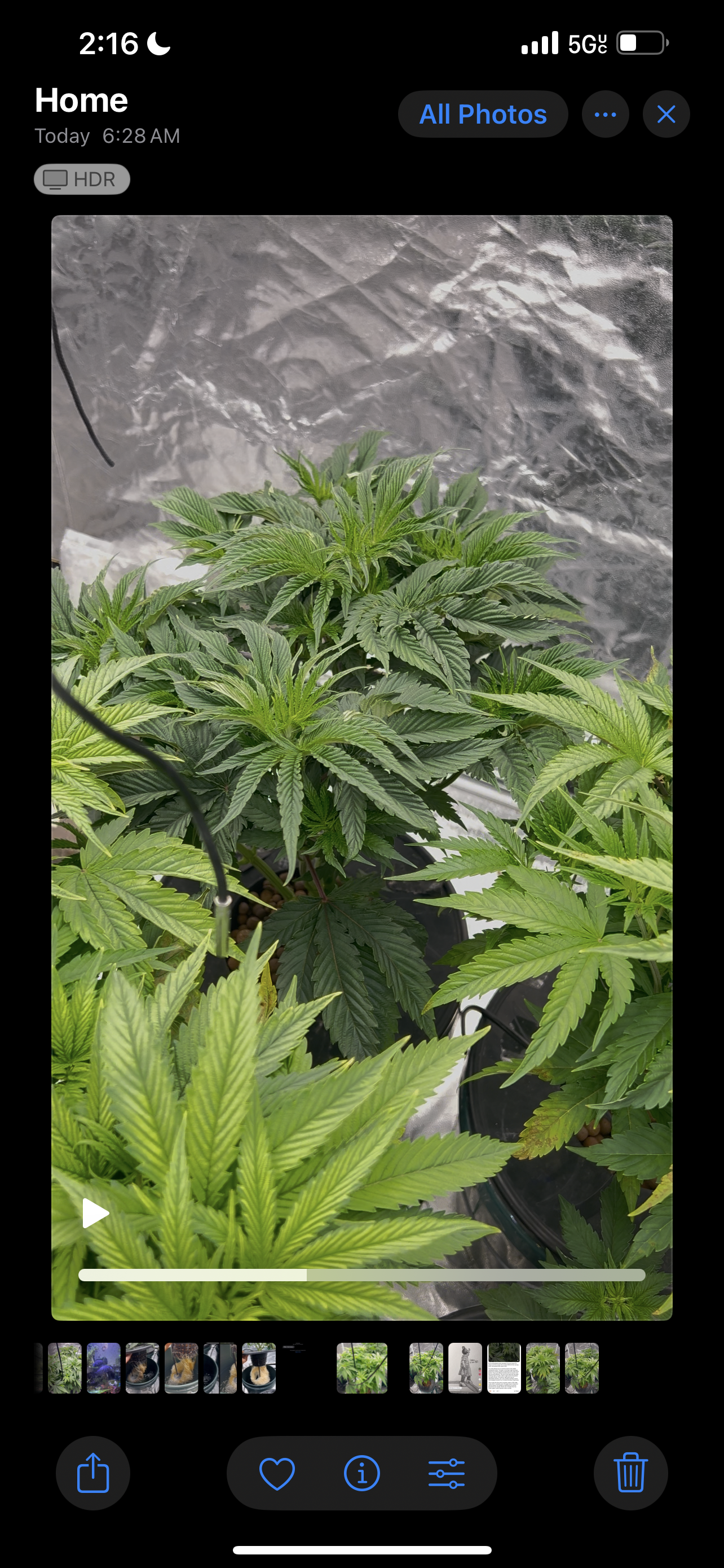 Hydro DWC-week 4 veg 24hr light results — vegetative, day 1