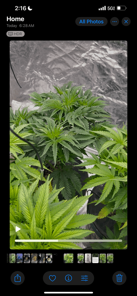 Hydro DWC-week 4 veg 24hr light results — vegetative, day 1