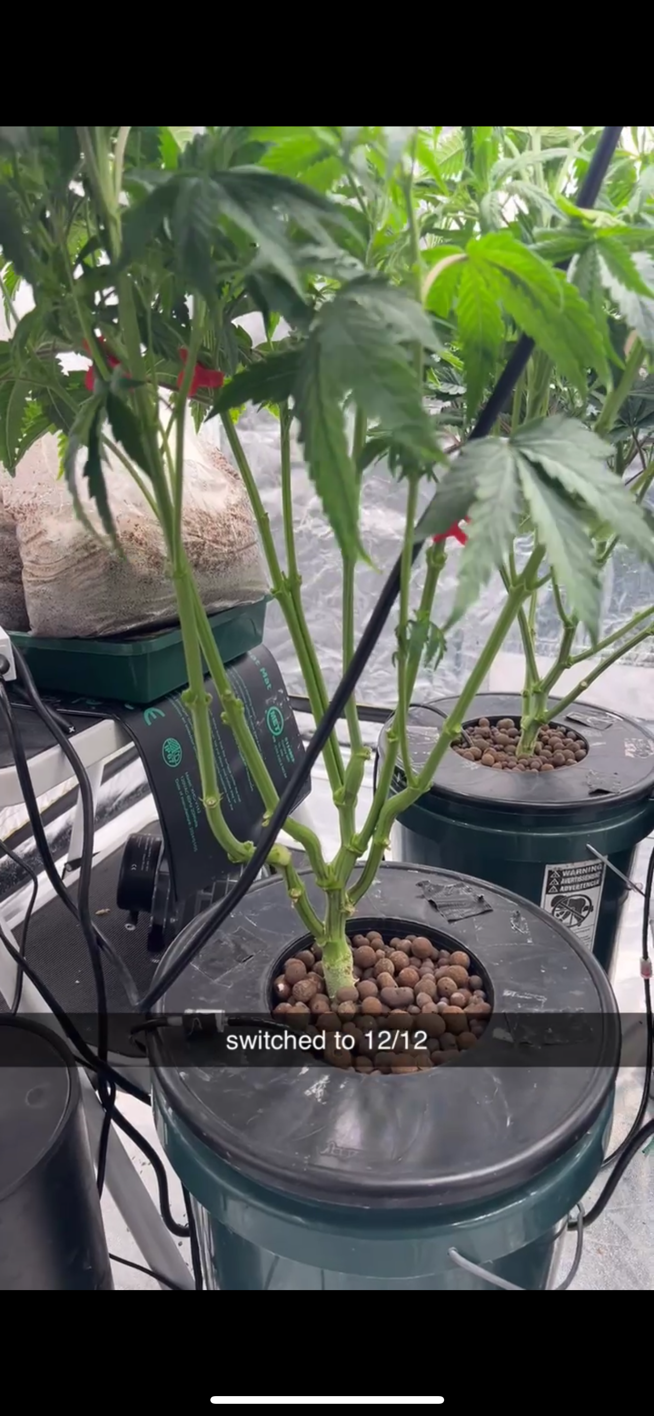 Hydro DWC-week 4 veg 24hr light results — flower, day 38