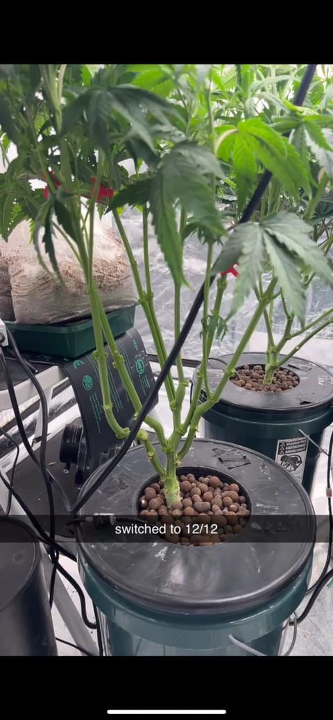 Hydro DWC-week 4 veg 24hr light results — flower, day 38