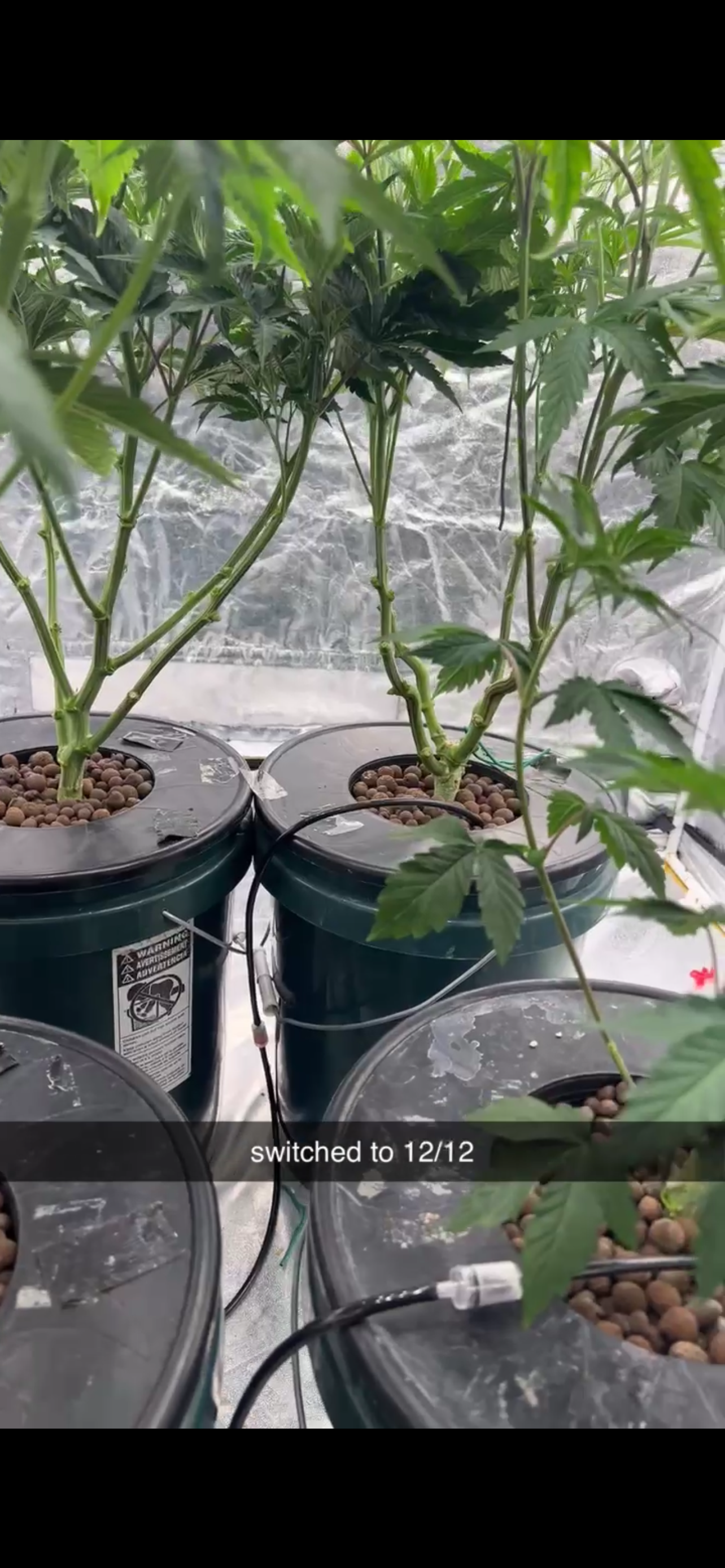 Hydro DWC-week 4 veg 24hr light results — flower, day 38