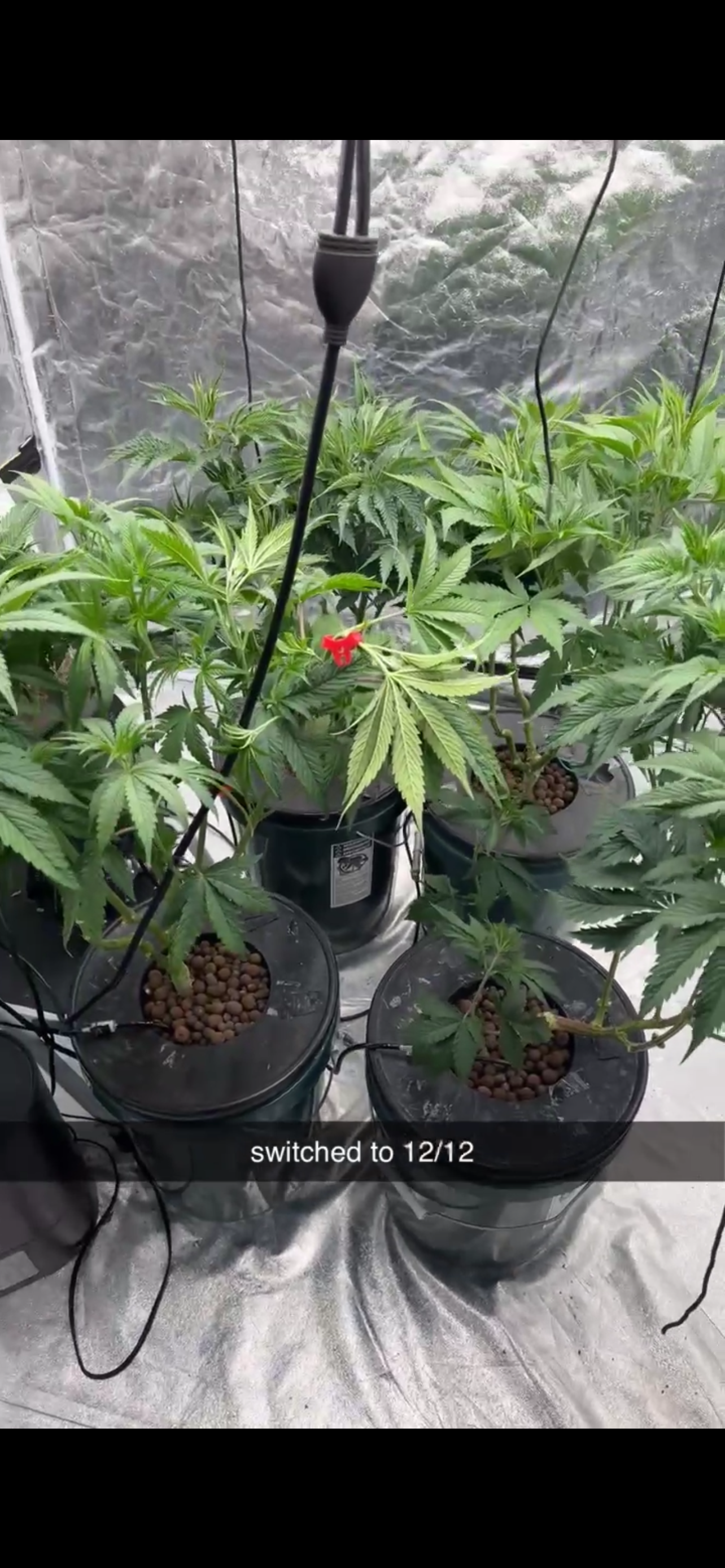 Hydro DWC-week 4 veg 24hr light results — flower, day 38