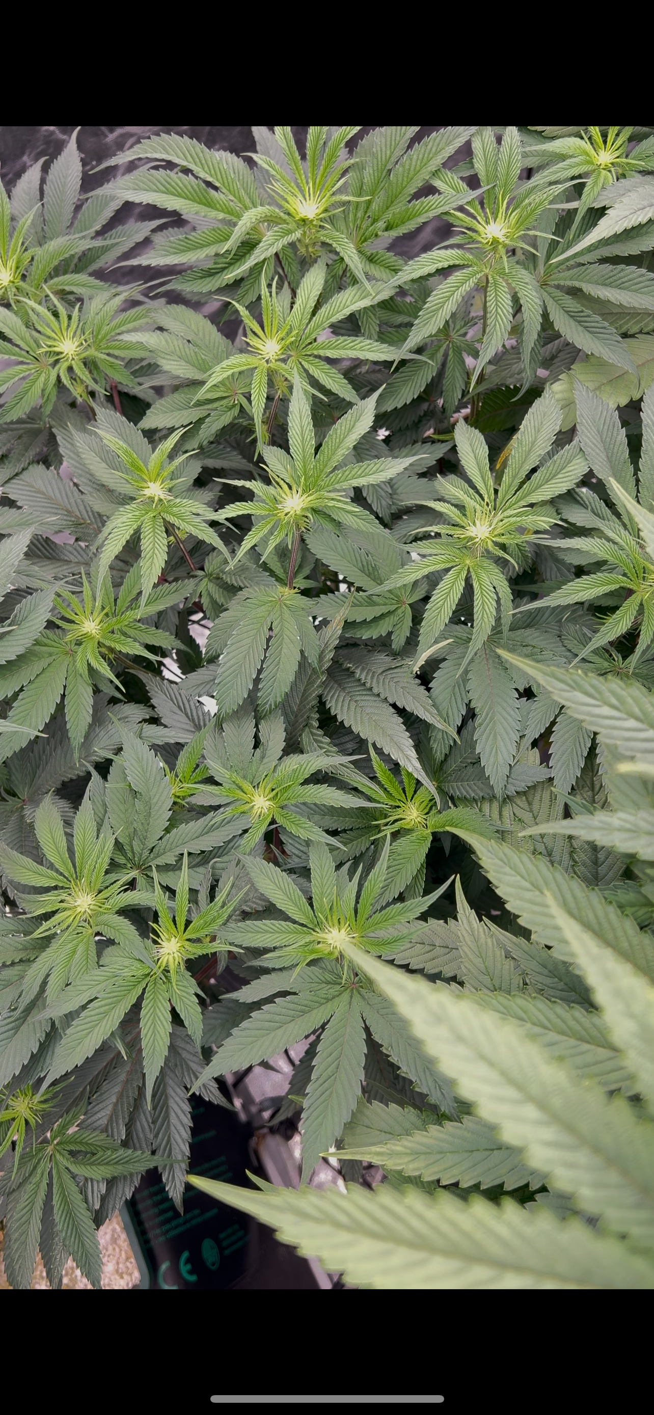 Hydro DWC-week 4 veg 24hr light results — flower, day 52