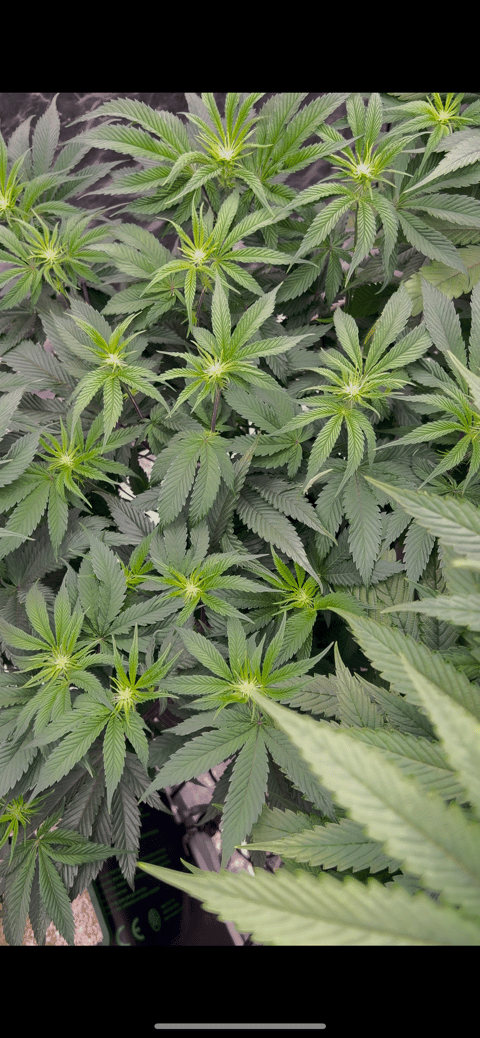 Hydro DWC-week 4 veg 24hr light results — flower, day 52
