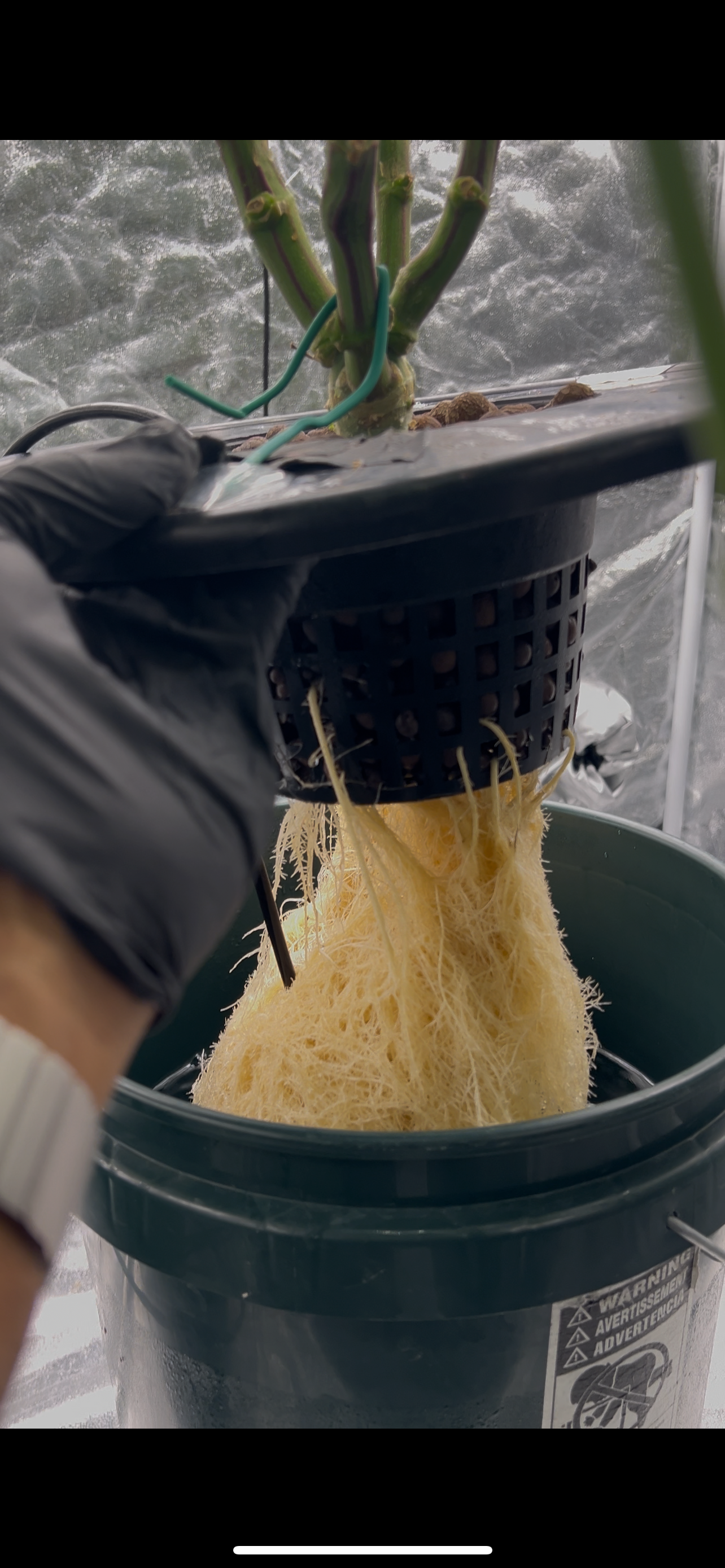 Hydro DWC-week 4 veg 24hr light results — flower, day 52