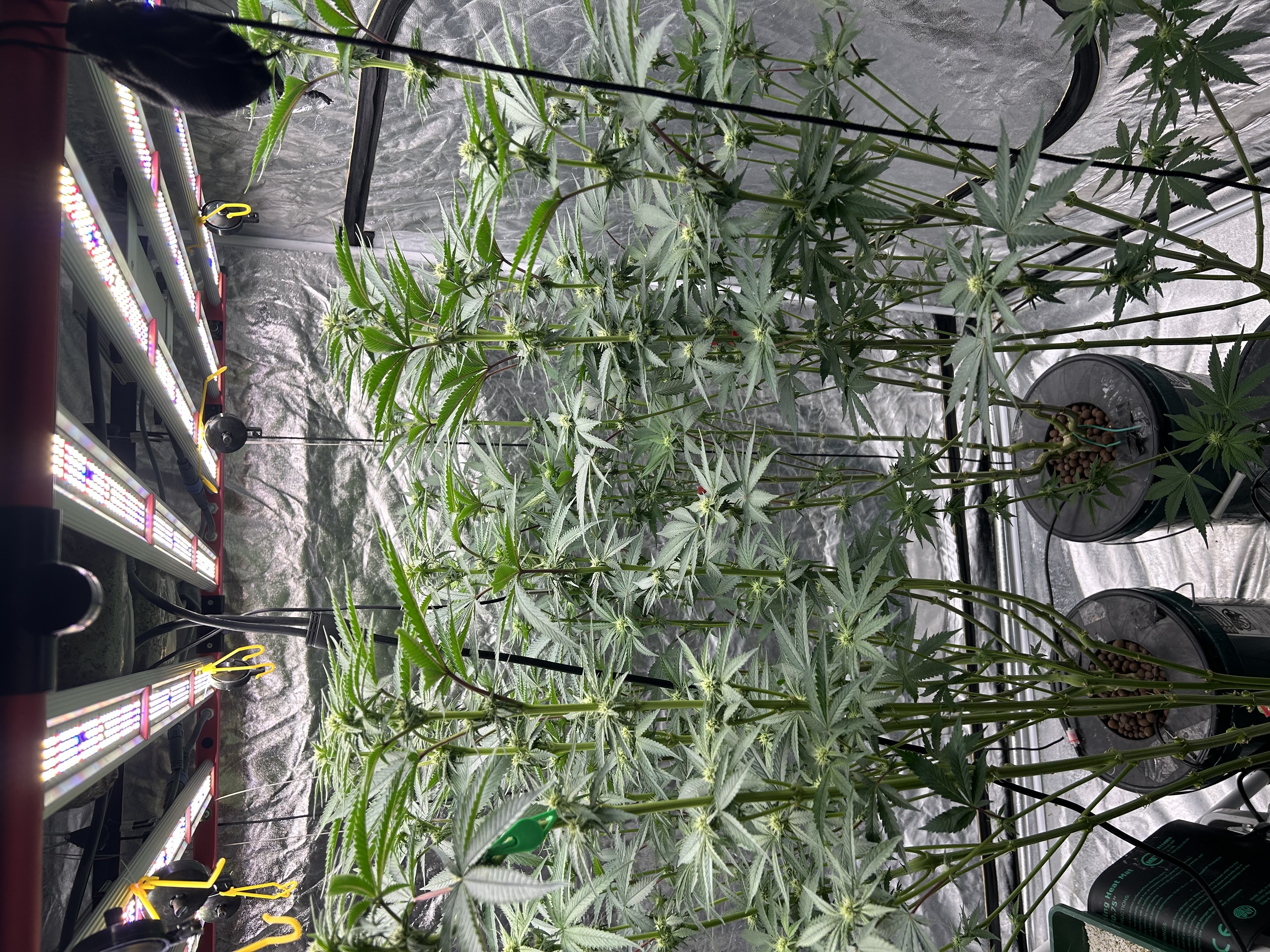 Hydro DWC-week 4 veg 24hr light results — flower, day 58