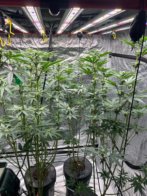 Hydro DWC-week 4 veg 24hr light results — flower, day 58