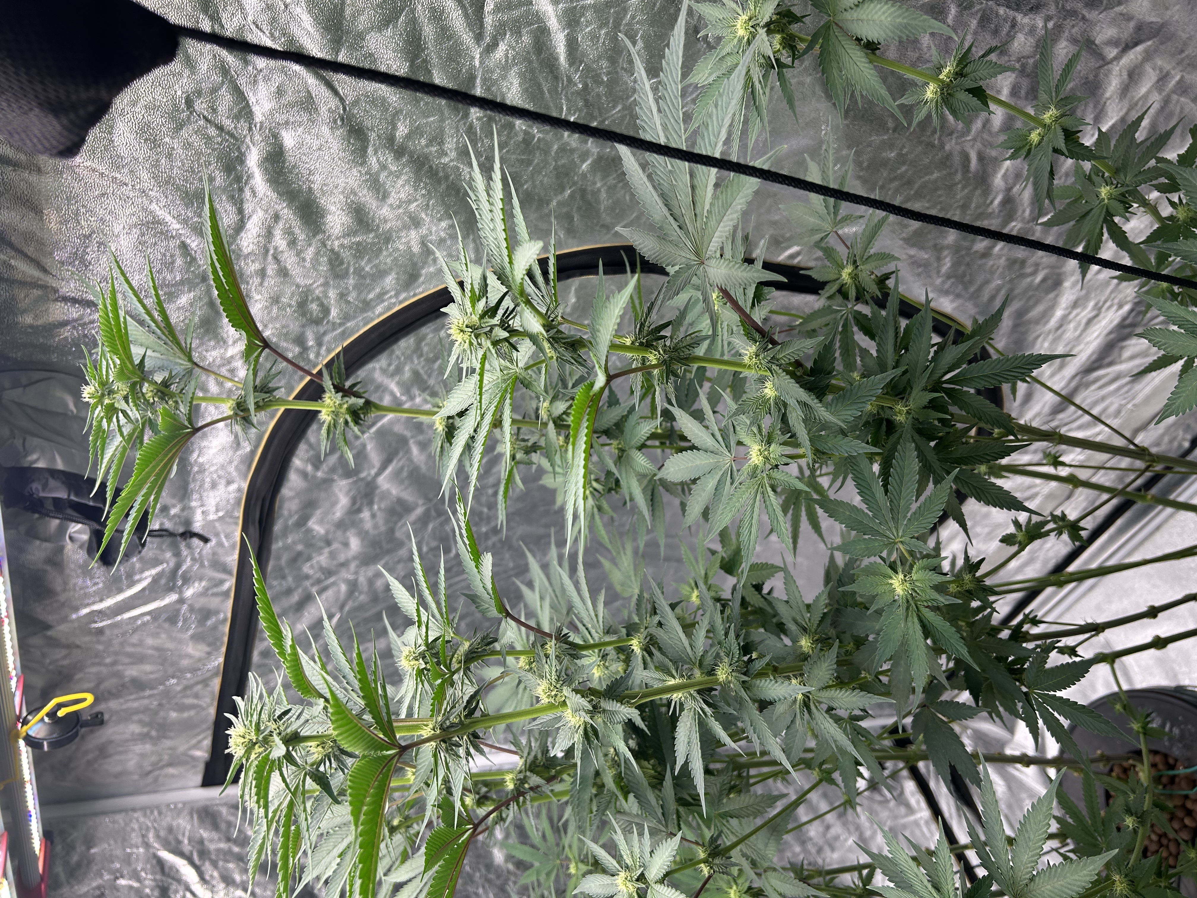 Hydro DWC-week 4 veg 24hr light results — flower, day 58