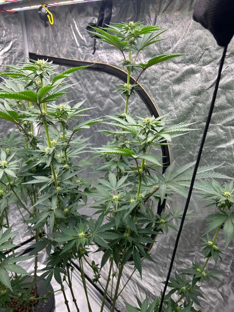 Hydro DWC-week 4 veg 24hr light results — flower, day 58