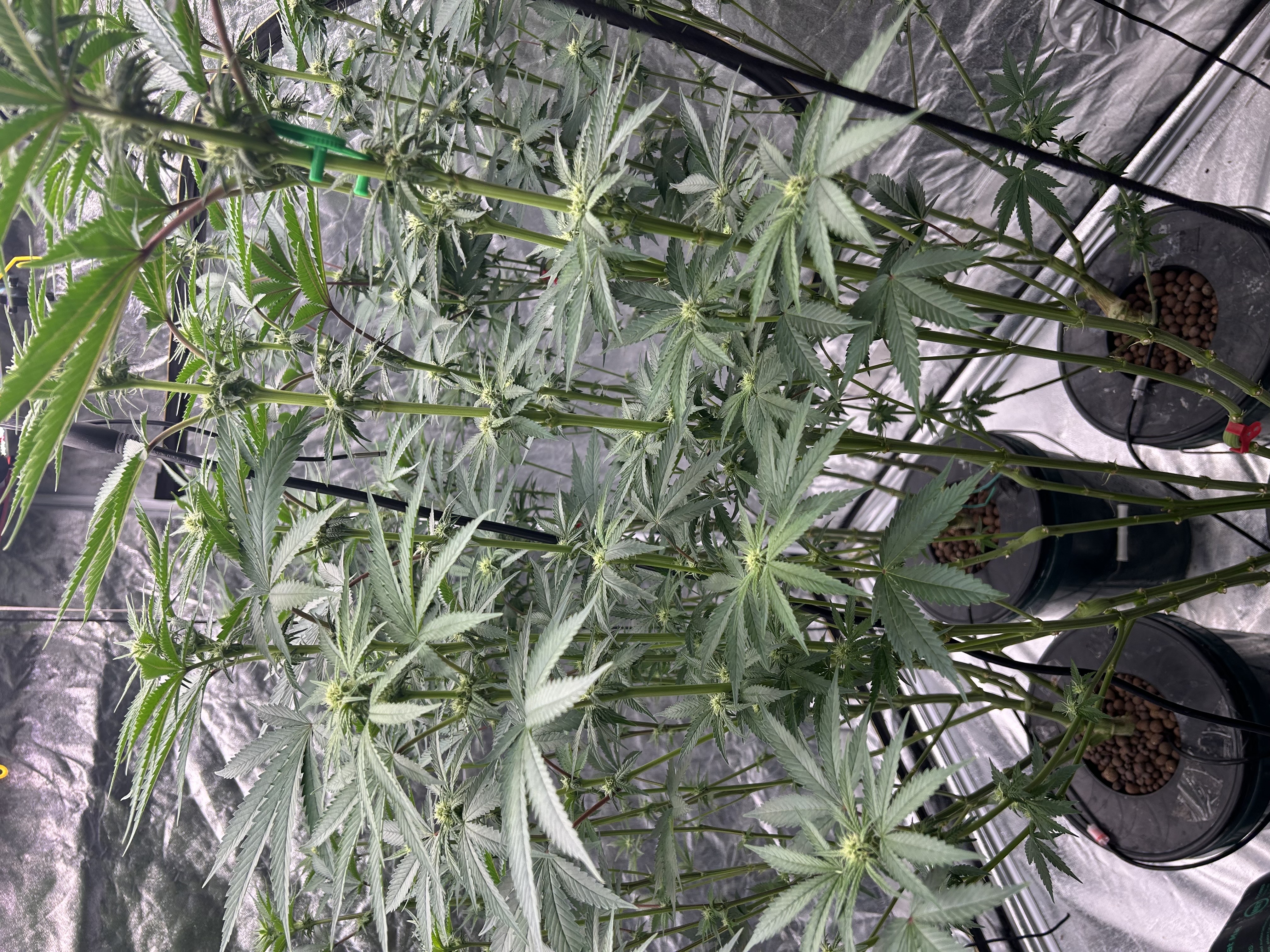 Hydro DWC-week 4 veg 24hr light results — flower, day 58