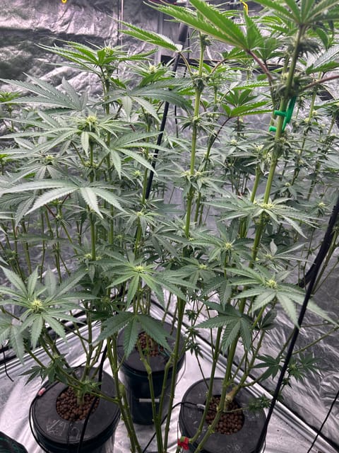 Hydro DWC-week 4 veg 24hr light results — flower, day 58