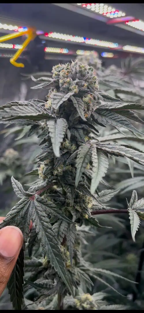 Hydro DWC-week 4 veg 24hr light results — flower, day 76