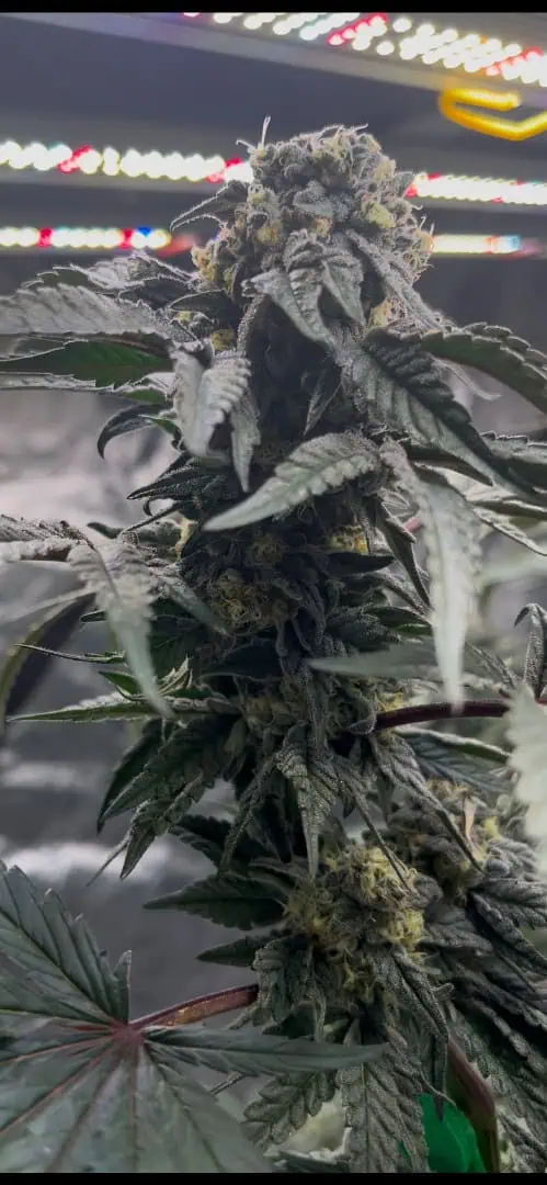 Hydro DWC-week 4 veg 24hr light results — flower, day 76