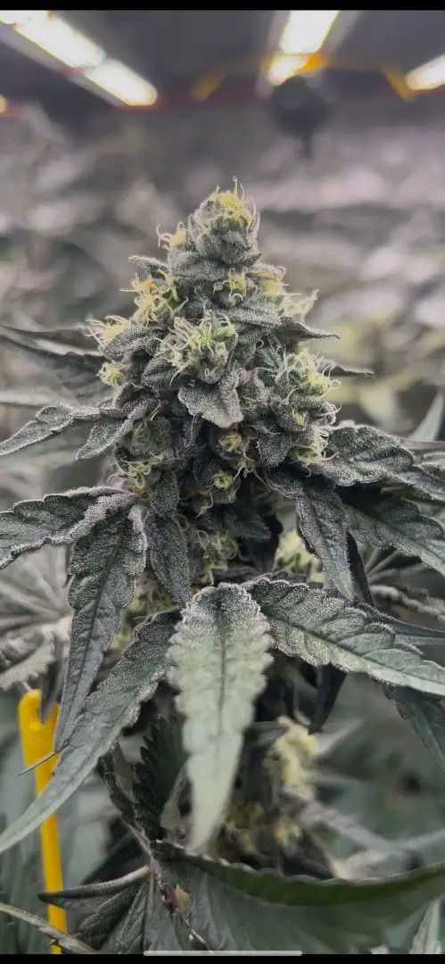 Hydro DWC-week 4 veg 24hr light results — flower, day 76