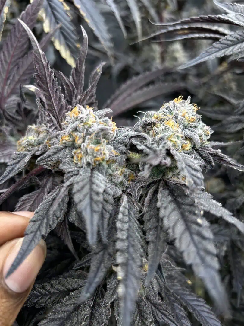 Hydro DWC-week 4 veg 24hr light results — flower, day 100