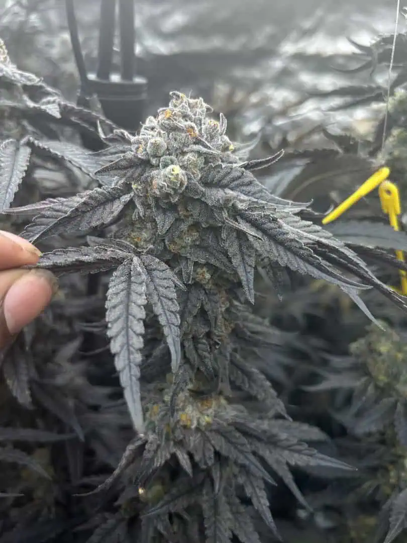 Hydro DWC-week 4 veg 24hr light results — flower, day 100