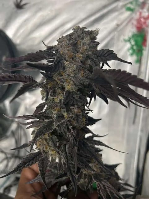 Hydro DWC-week 4 veg 24hr light results