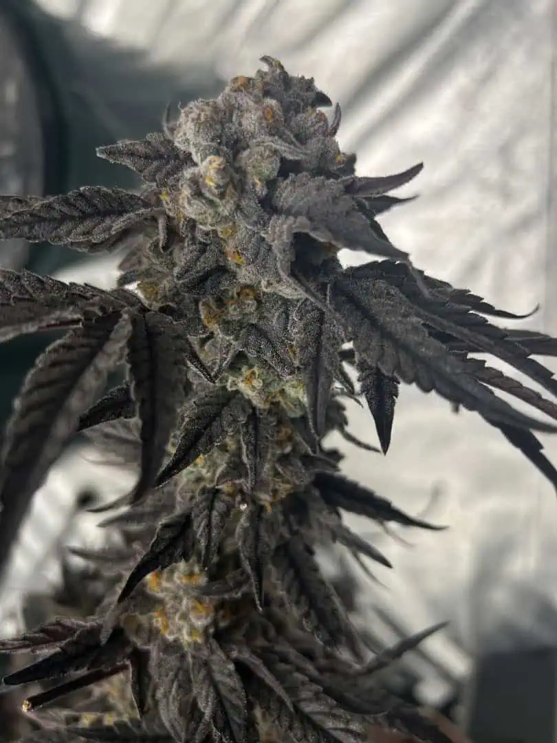 Hydro DWC-week 4 veg 24hr light results — harvest, day 101