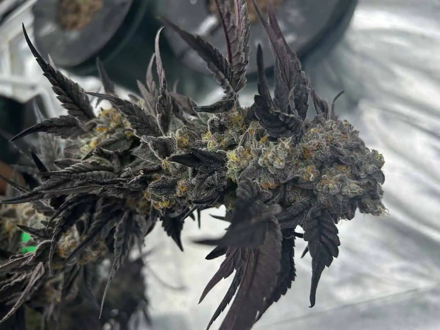 Hydro DWC-week 4 veg 24hr light results — harvest, day 101