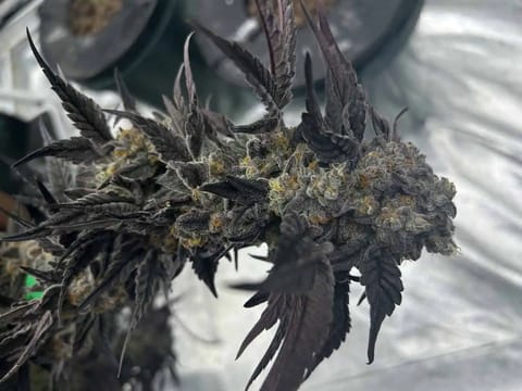 Hydro DWC-week 4 veg 24hr light results — harvest, day 101