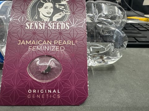 Jamaican Pearl