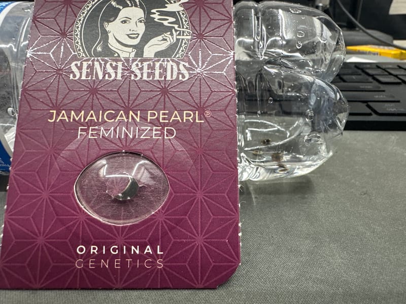 Jamaican Pearl