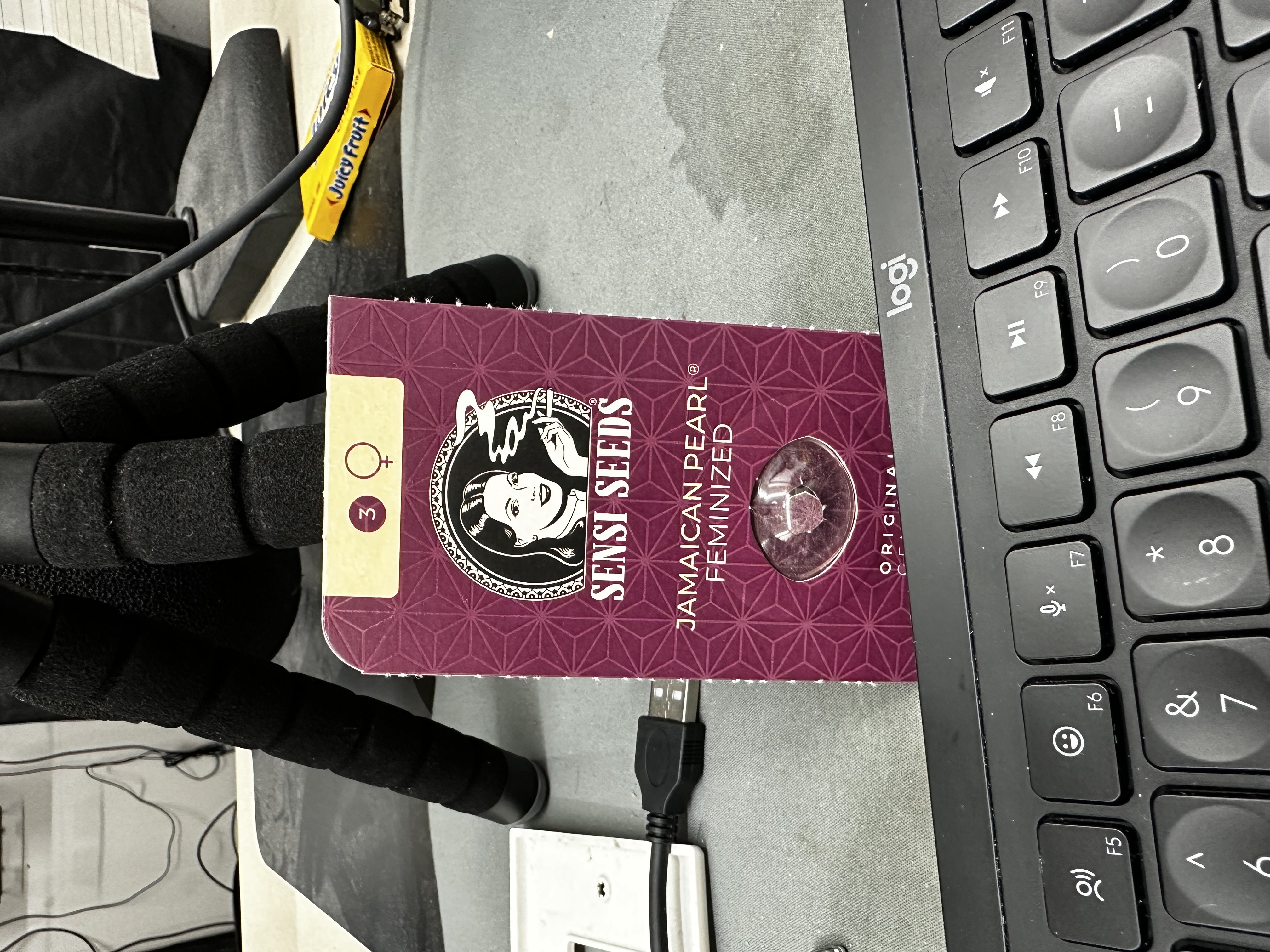 Jamaican Pearl — germination, day 1