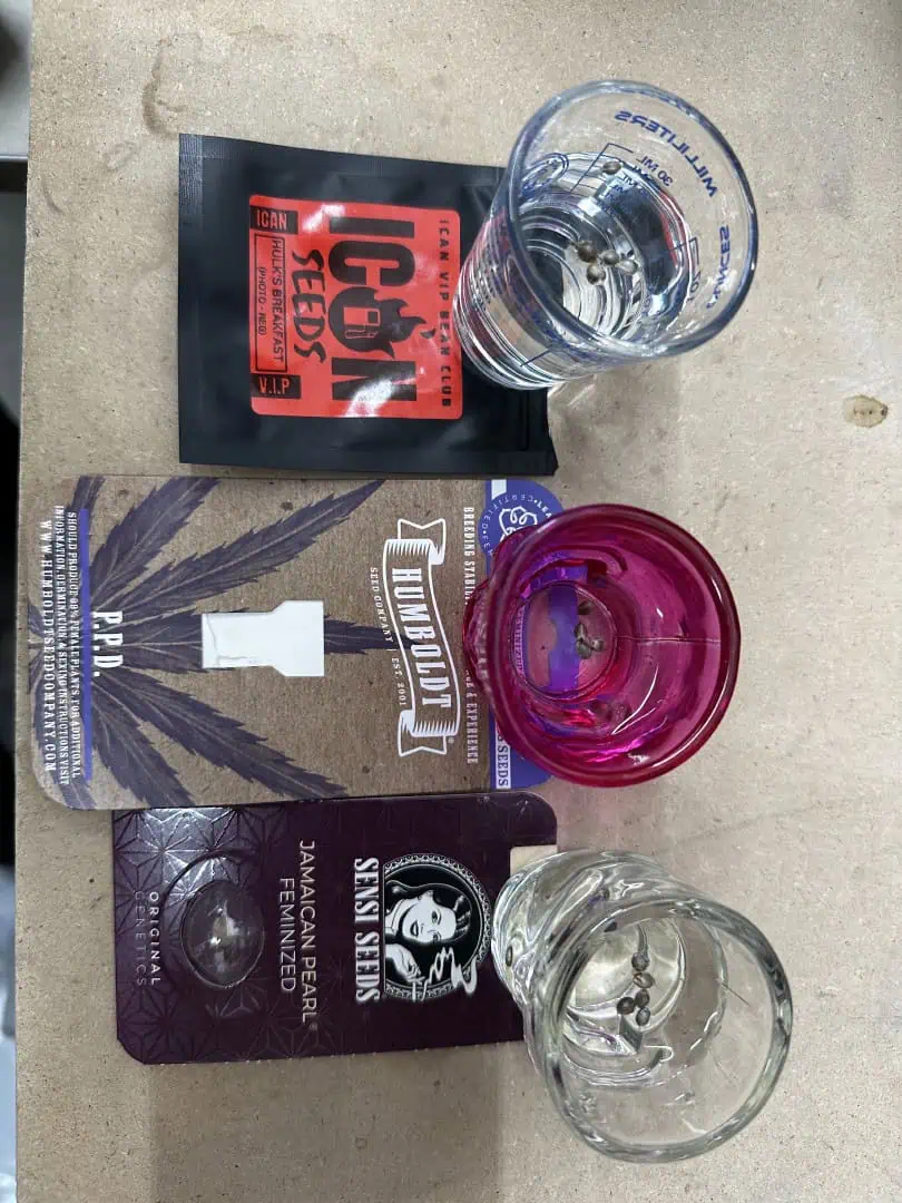 Mix and Match Pheno Hunt