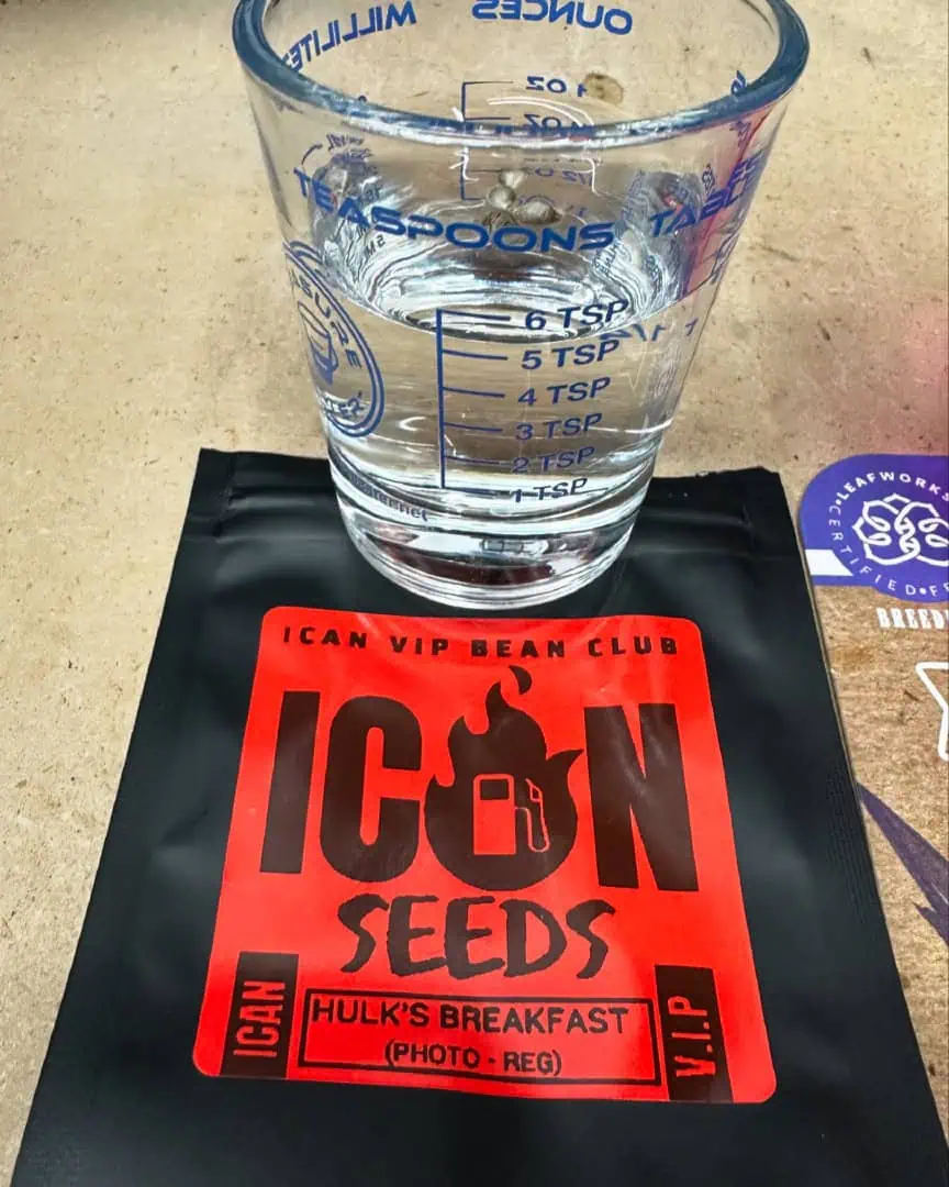 Mix and Match Pheno Hunt — germination, day 1