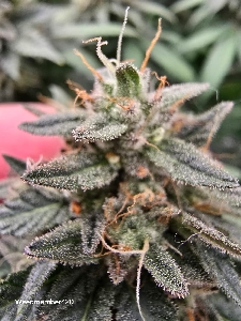 Weedmember420