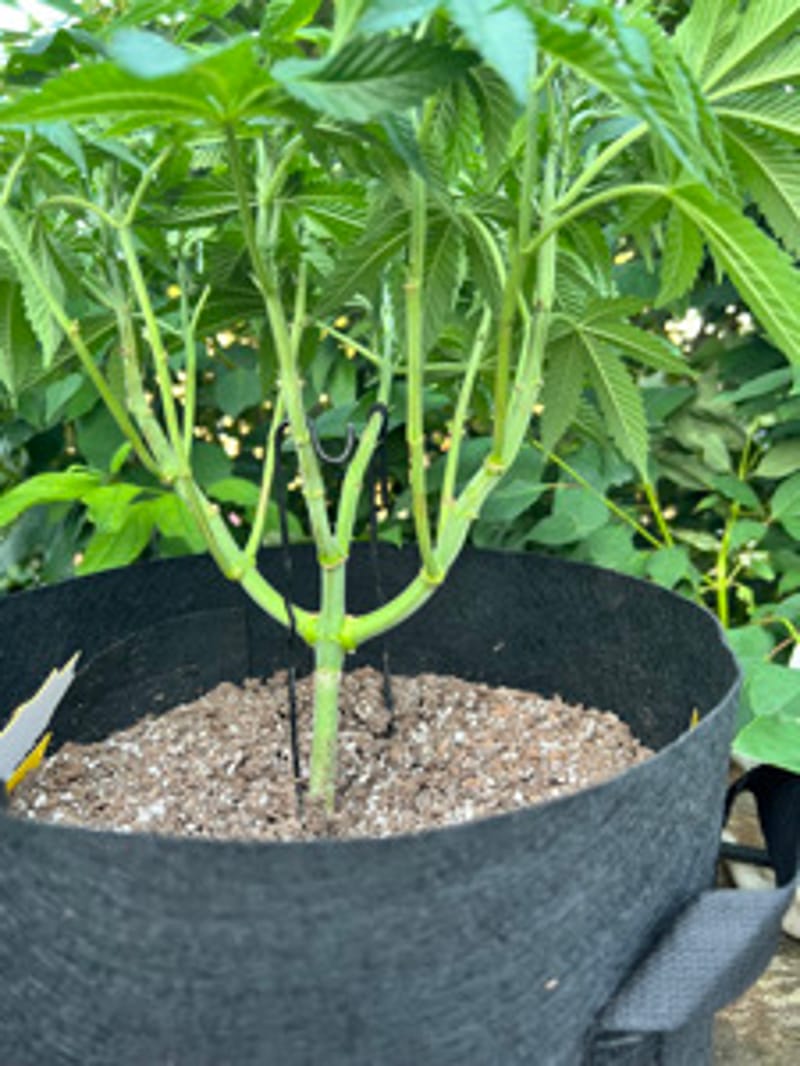 GrowBob605