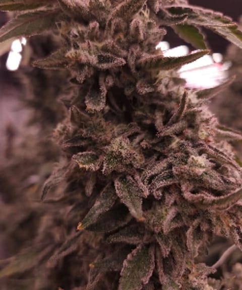 GanjaBoi