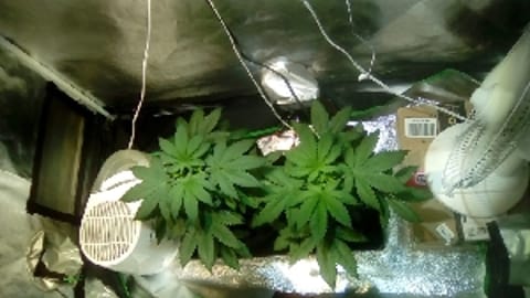 Stanky_Kush1087