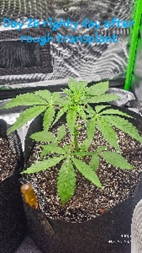 Exotichords84