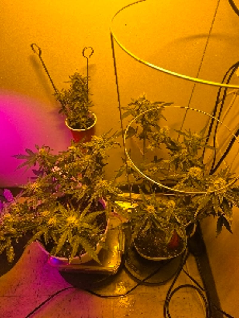 Zen_Edible1124