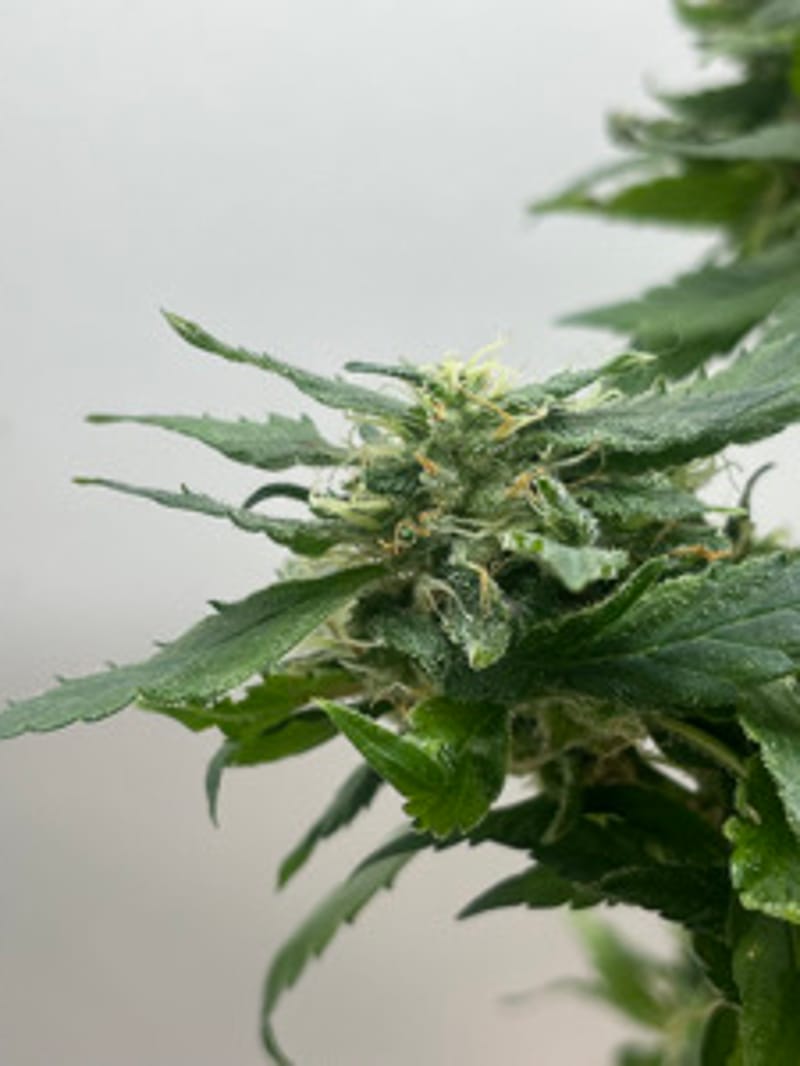 frostedskunk1234