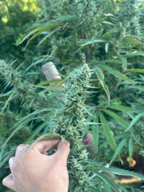 FuerteGrows