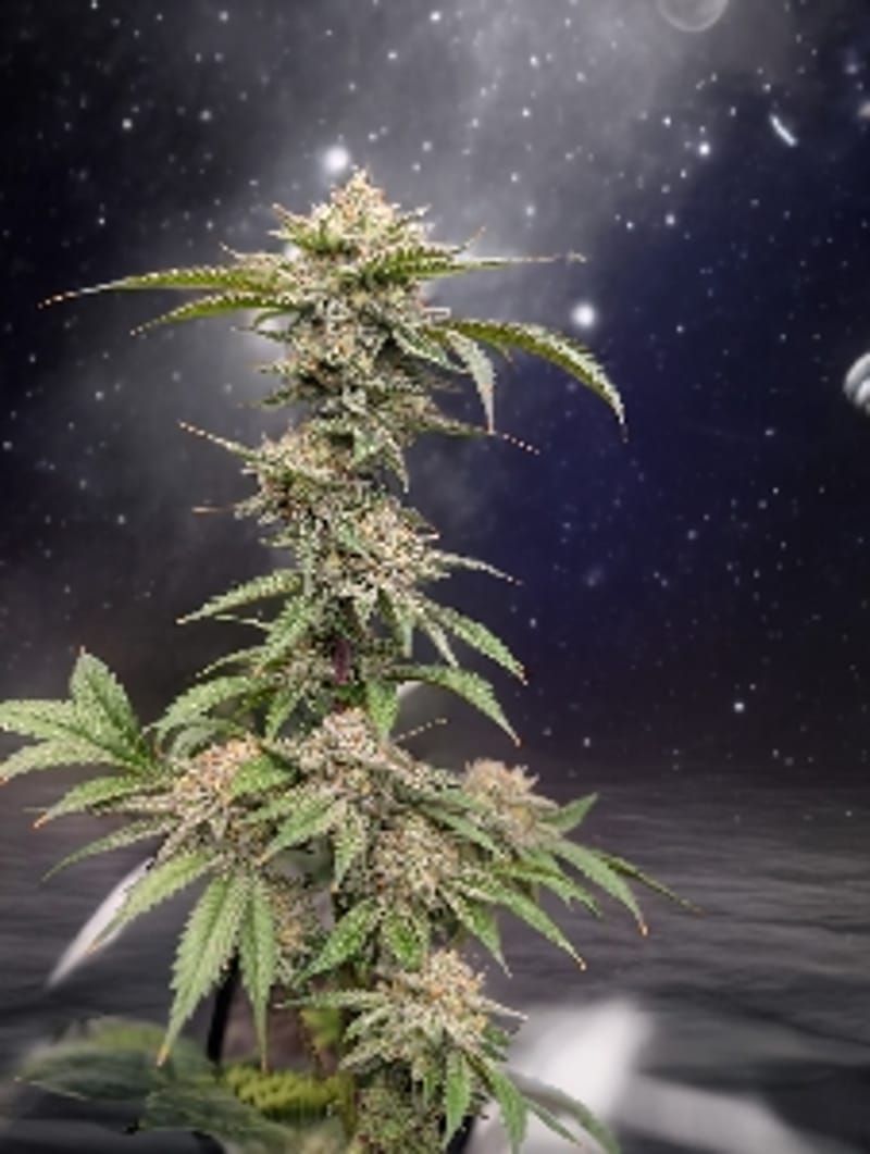 LakeEffectGrow