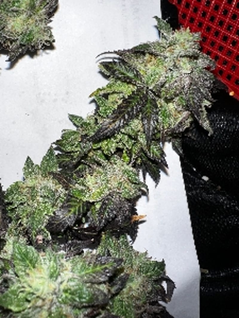 Grower_not_a_showr
